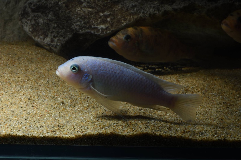 Maylandia callainos 'Chidunga Rocks'